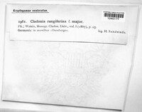 Cladonia rangiferina image